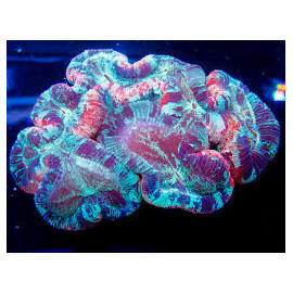 Trachyphyllia mackay ultra ML CITES: 21es0028013