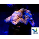 Lobophyllia orange blue pieza L 