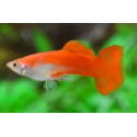 guppy macho rojo