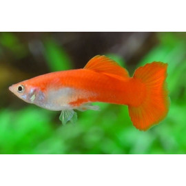 guppy macho rojo