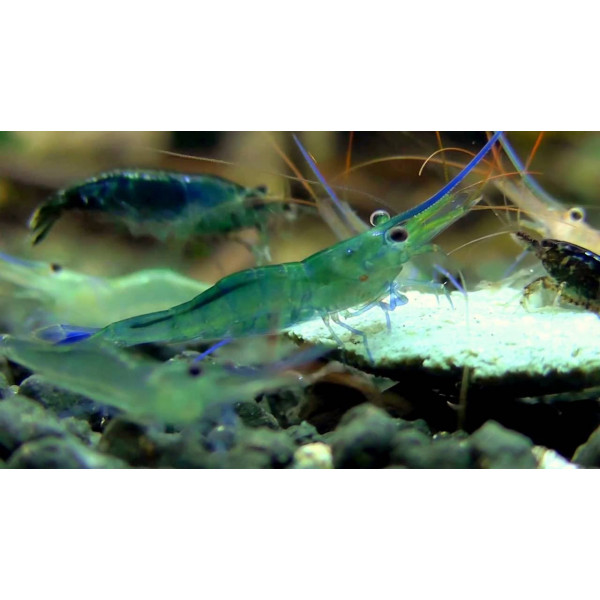 Gamba Blue Leg Poso Caridina Caerulea