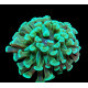 euphyllia paraancora green esqueje