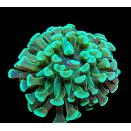 euphyllia paraancora green ultra CITES: 21nl298979/11