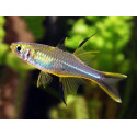 Pez arcoiris de celebes marosatherina ladigesi