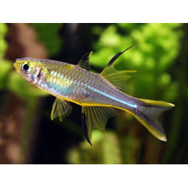 Pez arcoiris de celebes marosatherina ladigesi