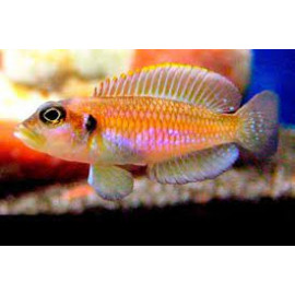 Lamprologus ocellatus