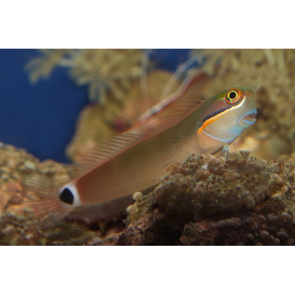 ACANTHURUS LEUCOSTERNON 10-12CM (ACANTHURUS LEUCOSTERNON)