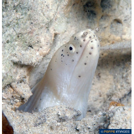 Morena Fantasma Ghost eel Pseudechidna brummeri