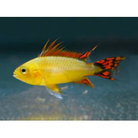 APISTOGRAMMA CACATUOIDES Gold