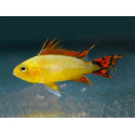 APISTOGRAMMA CACATUOIDES Gold