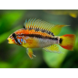 Apistogramma macmasteri F1