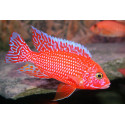 AULONOCARA firefish red S