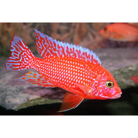 AULONOCARA firefish red S