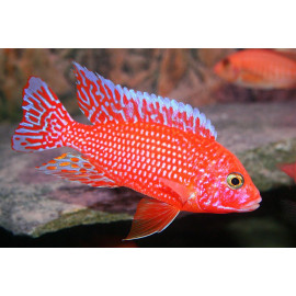 AULONOCARA firefish red