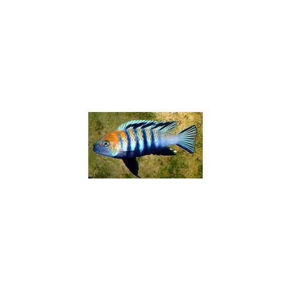 cynotilapia afra edwardi L