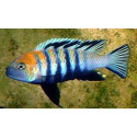 cynotilapia afra edwardi L