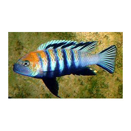 cynotilapia afra edwardi L