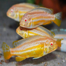 melanochromis auratus albino
