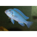 PSEUDOTROPHEUS ZEBRA BLUE S