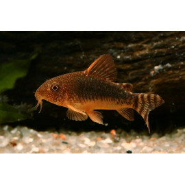 corydora aeneus rondonia