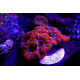 Acanthastrea Lordhowensis Roja esqueje