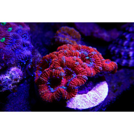 Acanthastrea Lordhowensis Roja esqueje