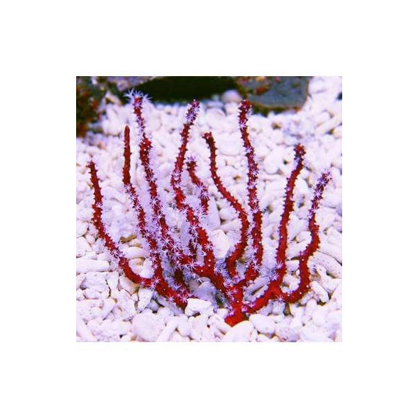 Lophogogia Nodulifera Red gorgonia vermella L