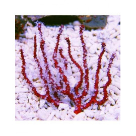 Lophogogia Nodulifera Red gorgonia vermella L