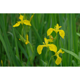 IRIS SIBIRICA groga XL