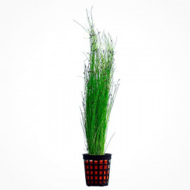 Eleocharis vivipara