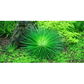 Eriocaulon sp. 'Dong Ha