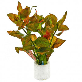 Ludwigia sp. 'Atlantis'