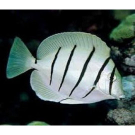 ACANTHURUS TRIOSTEGUS tiny