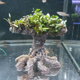 Bonsai bucephalandra