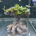 Bonsai bucephalandra