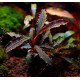 bucephalandra godzilla