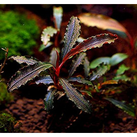 bucephalandra godzilla L