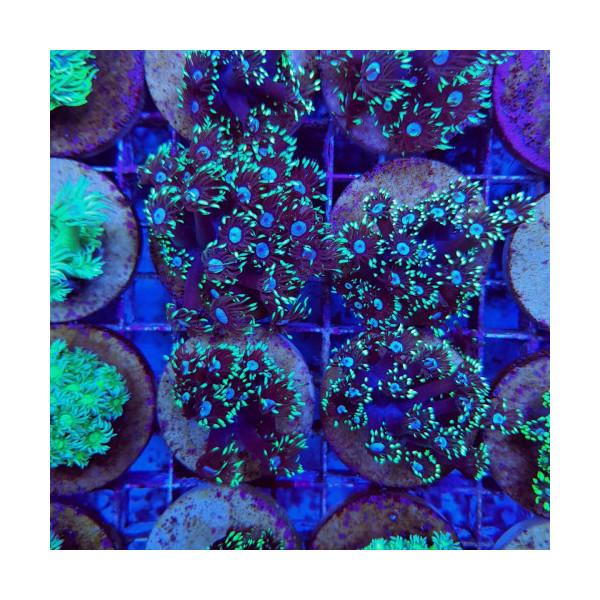 Goniopora Green Blue center esqueje Cautividad M/L