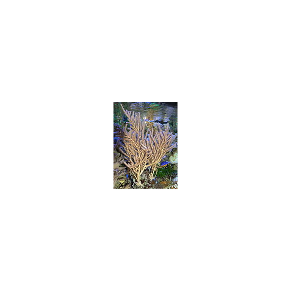 gorgonia rumphella sp