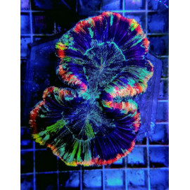 Trachyphyllia Rainbow CITES: 21NL295956/11