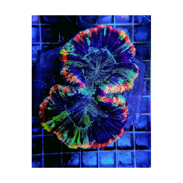 Trachyphyllia Rainbow