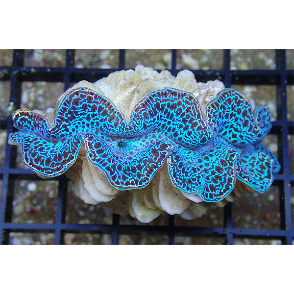 Tridacna maxima Blue 5 cm