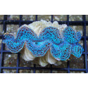 Tridacna maxima Blue 5 cm