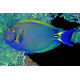 Acanthurus dussumieri juv. M