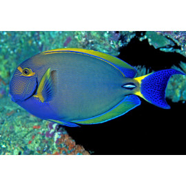 Acanthurus dussumieri juvenil