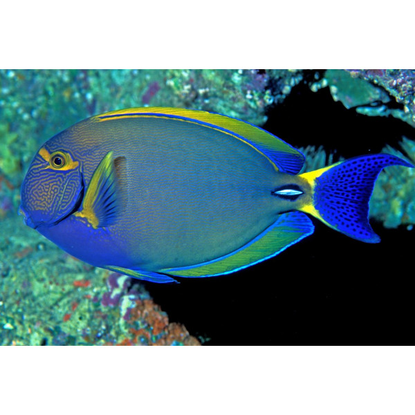 Acanthurus dussumieri juv. M