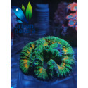 Lobophyllia australia M green orange 