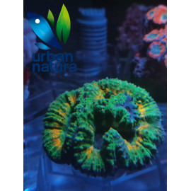 Lobophyllia australia M green orange