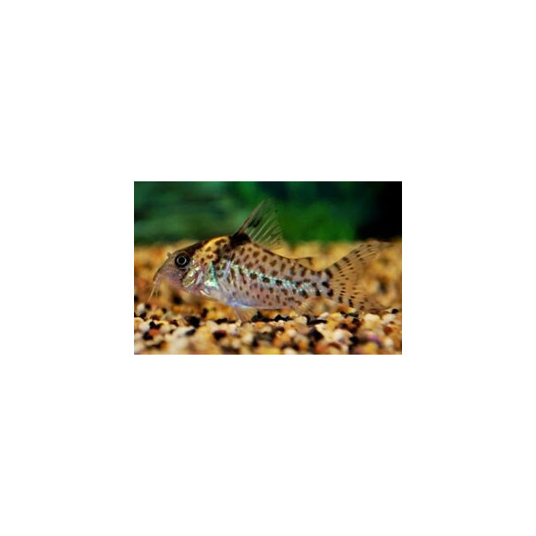 Corydoras agassizii