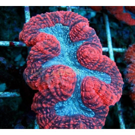 Lobophyllia Red white CITES: 21NL295769/11